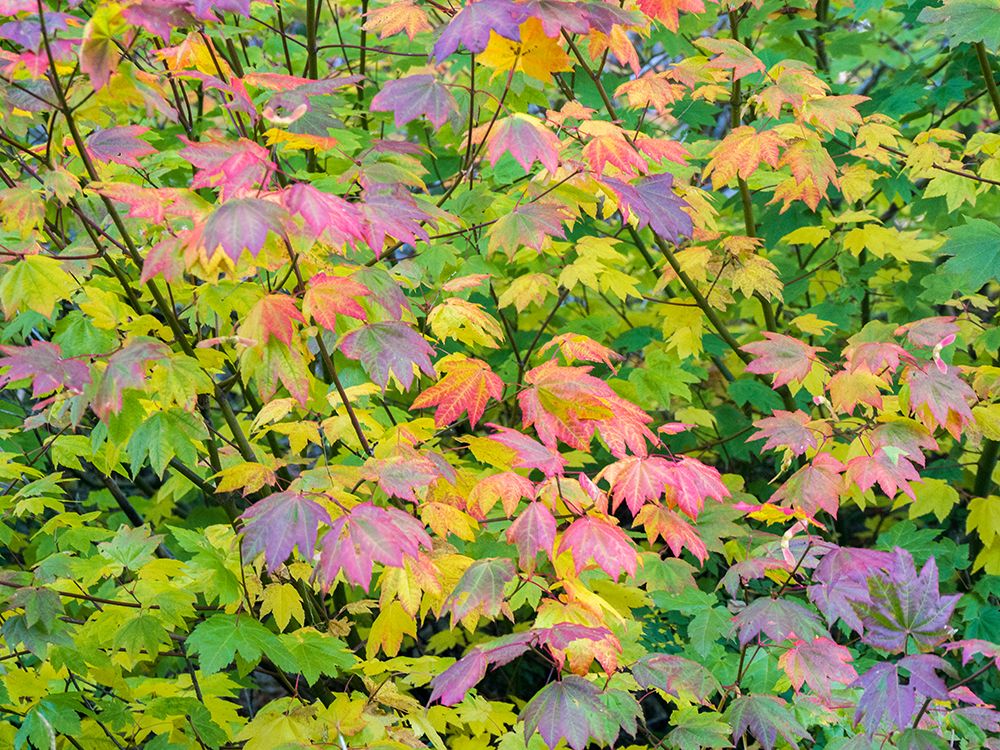 USA-Washington State-Kittitas County. Vine maple with fall colors.